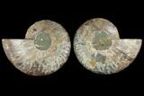 Agatized Ammonite Fossil - Madagascar #111470-1